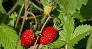 In Val Martello la torta alle fragole più grande del mondo