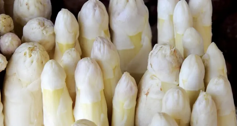 Degustazioni di piatti a base di asparagi in via Oss Mazzurana