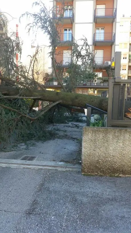 Il vento abbatte un albero in via Gocciadoro: due feriti