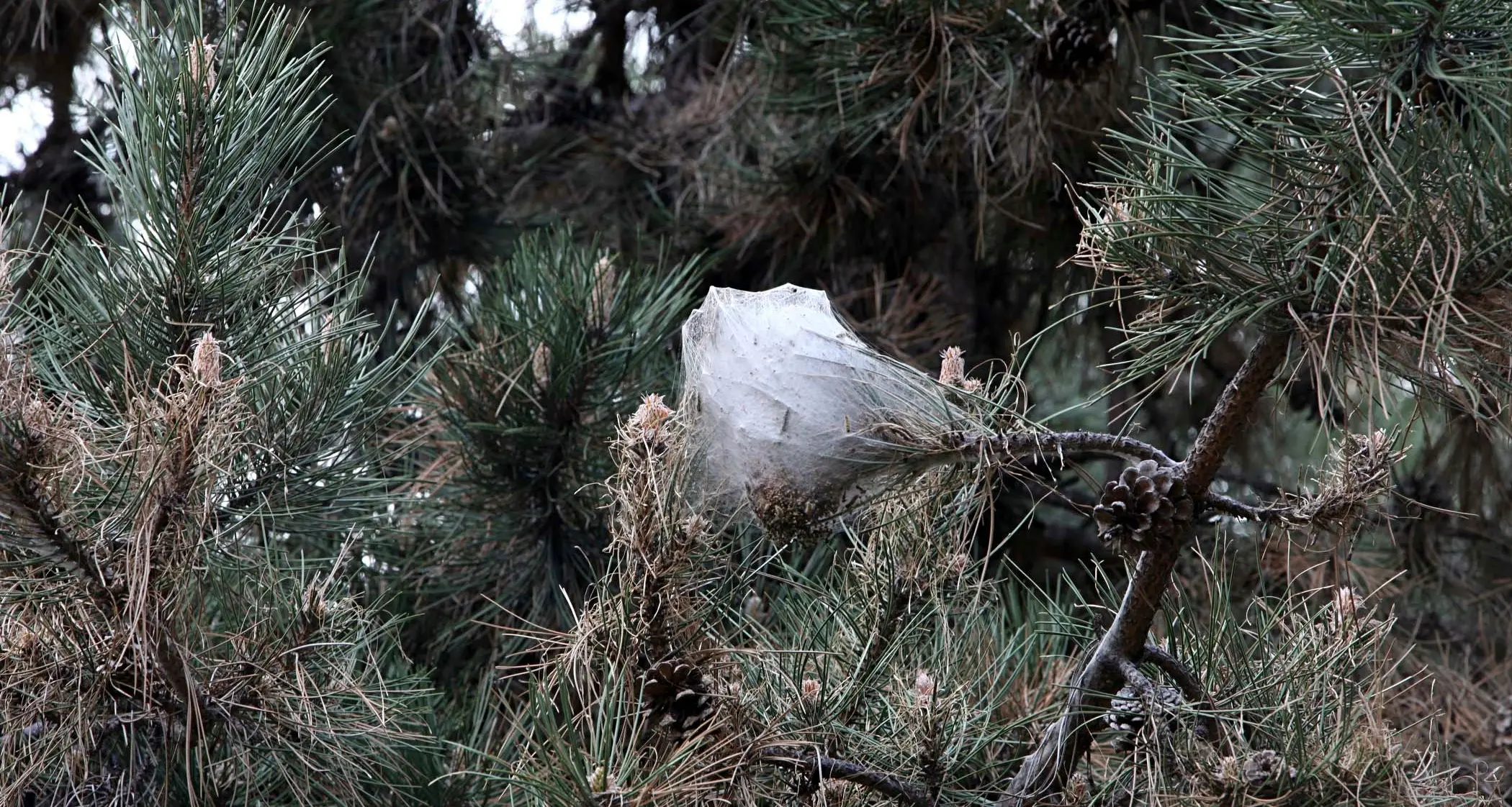 Trento, sulla collina est è allarme processionaria