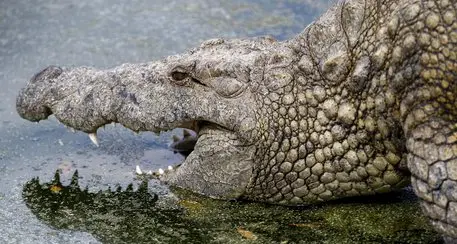 India: salva la figlia dalle fauci di un coccodrillo