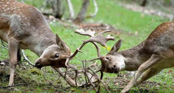 200 mila euro per un recinto con 5 cervi a Pinzolo, spreco e offesa alla natura