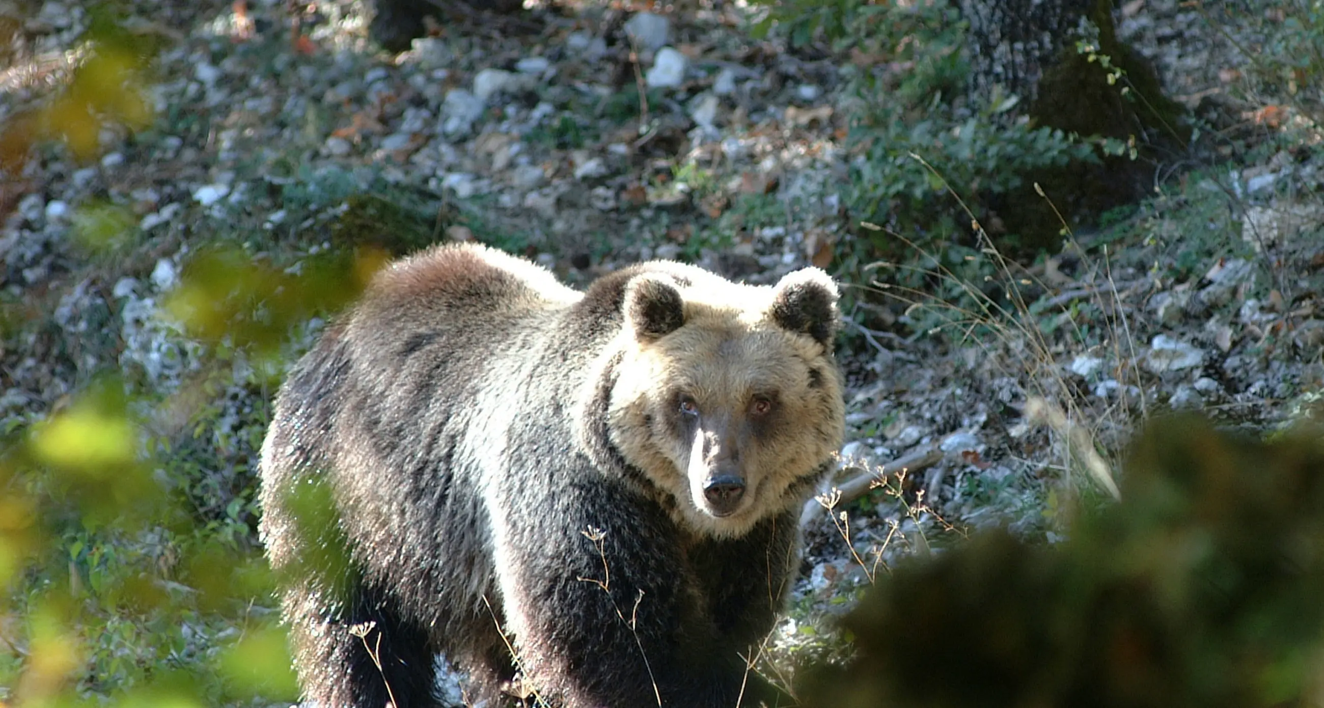 Il sospetto dell'avvelenamento dietro la morte dell'orso M6