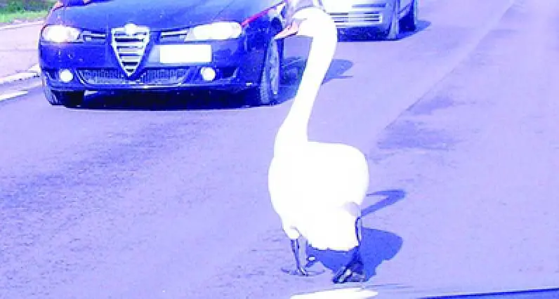 Cigno invade la carreggiata sud: code in A22, ma l'animale si salva