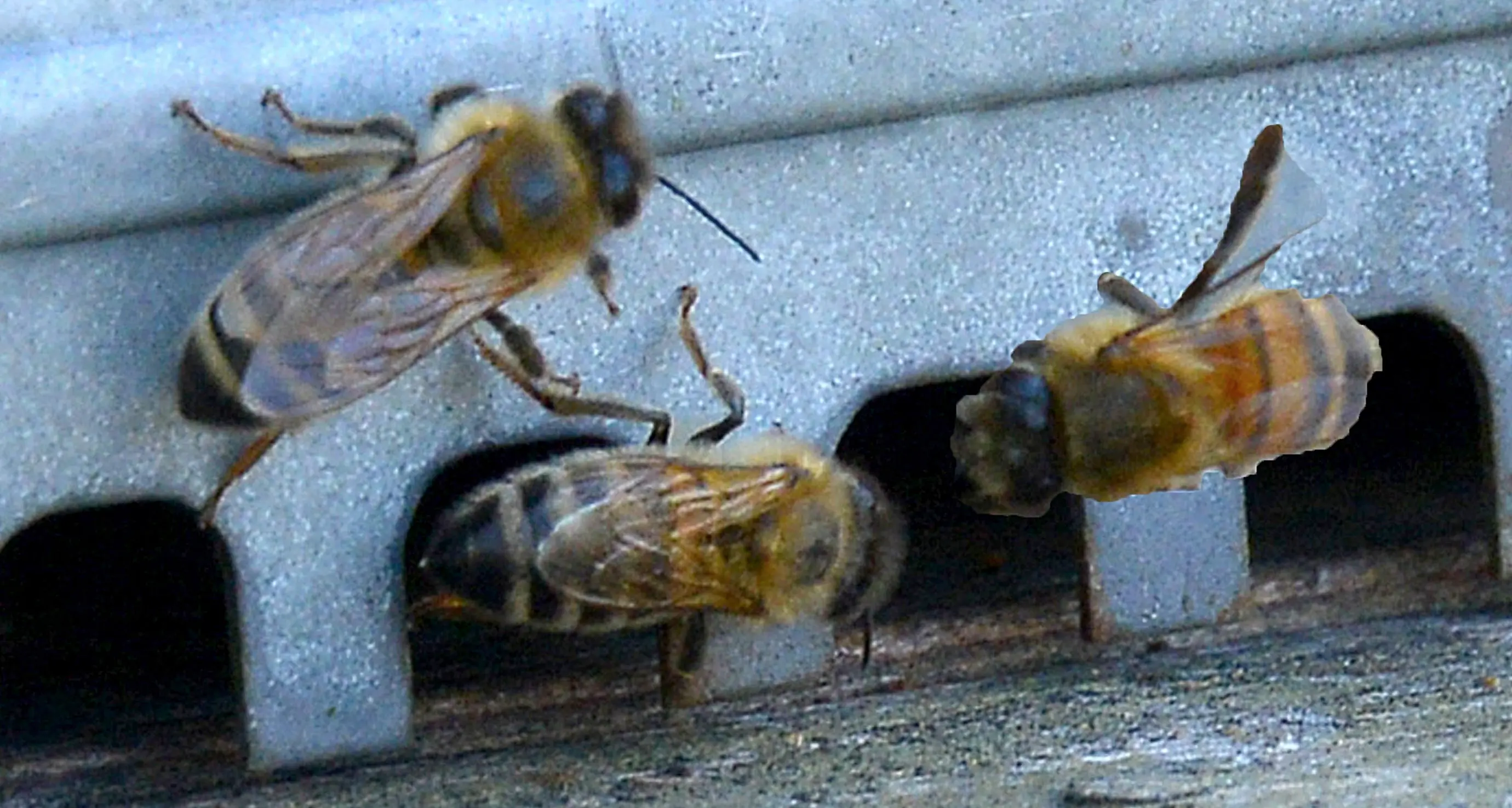 Apicoltori, stagioni disastrose «Indennità e freno ai pesticidi»