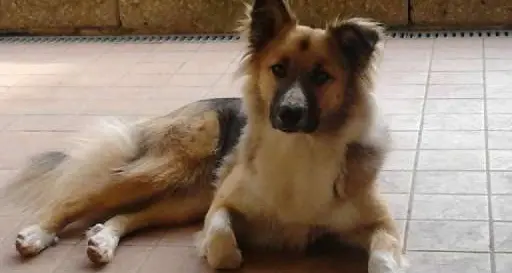Lilli uccisa nel cortile di casa da una polpetta avvelenata