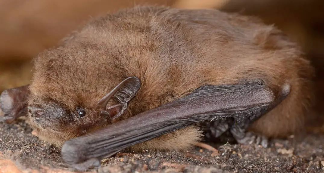Il pipistrello di Nathusius è stato scelto come prima «specie di pipistrello dell’anno» da BatLife Europe (batlife-europe.info), una organizzazione non governativa che riunisce le associazioni nazionali che si occupano della conservazione dei pipistrelli