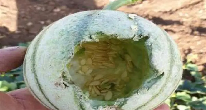 Sardegna: dopo le cavallette l'invasione delle cornacchie