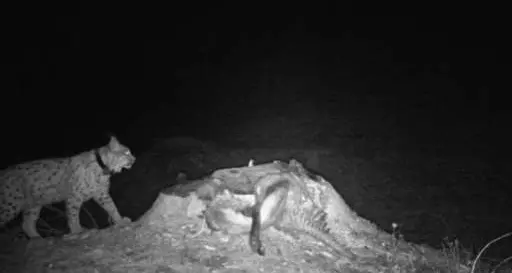 La lince tra il Trentino e la Lombardia: il video