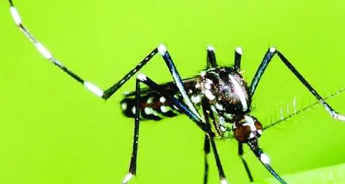 Zanzara tigre, la prevenzione funziona: in calo la presenza grazie al Museo Civico di Rovereto