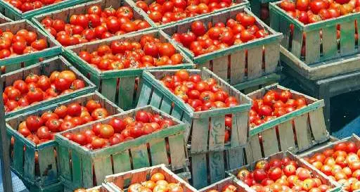 Minacce di morte agli agenti dopo aver rubato i pomodori