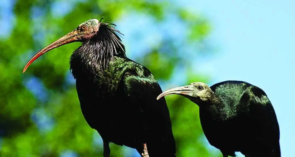 Dopo quattro secoli gli ibis eremiti di nuovo nelle Alpi