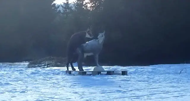 Il camoscio si eccita per una lei, ma è solo una sagoma di legno