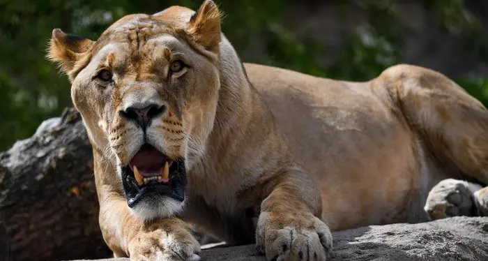 Un branco di 14 leoni in fuga dal parco nazionale Kruger
