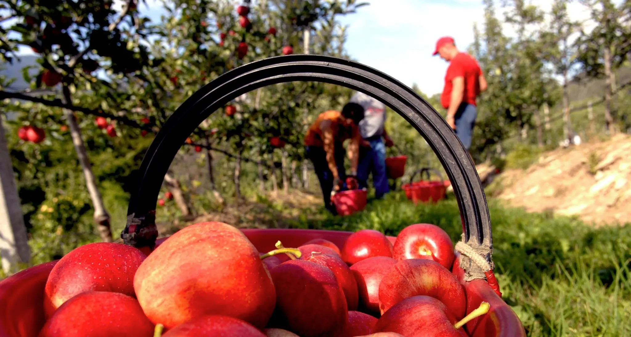 Sempre meno raccoglitori, allarme agricoltura trentina, anche dall'Est non vengono più