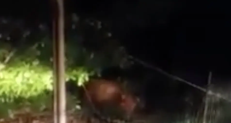 L'orso entra nel pollaio mentre la famiglia lo filma: è successo a Fraveggio - VIDEO