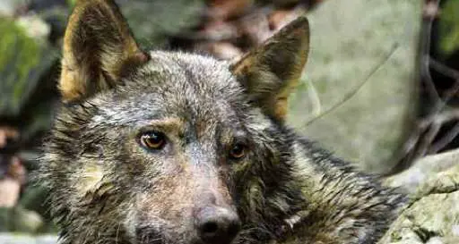 La carica dei turisti tra Veneto e Trentino sulle tracce dei lupi