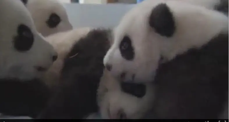 L'irresistibile tenerezza di 15 cuccioli di panda