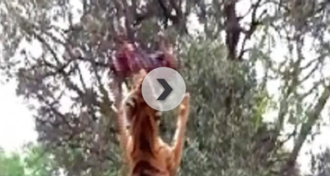 L'incredibile salto della tigre in «slow motion»