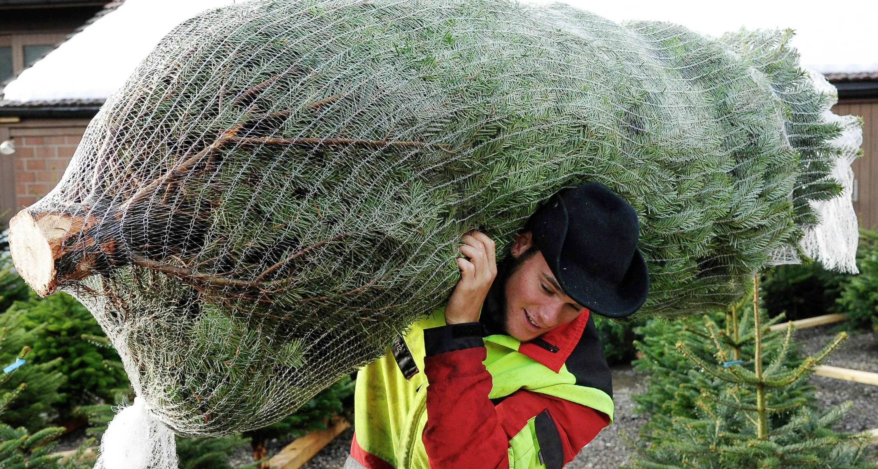 Smaltire l'albero di Natale? Anche un servizio a domicilio