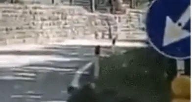 L'orsetto che corre sulla strada fra Ranzo e Vezzano finché trova un boschetto