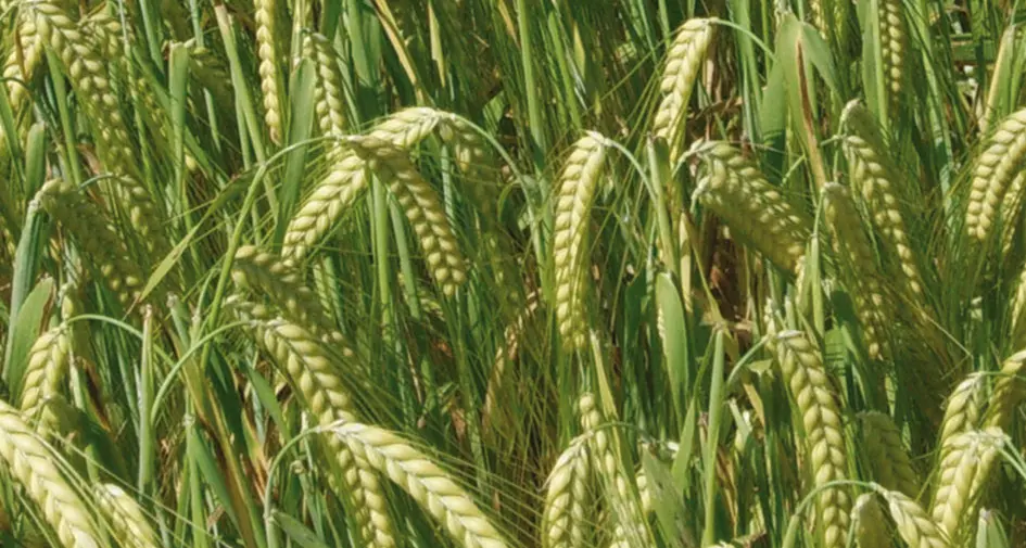 Dal mare ai quattromila metri è l'orzo l'unica pianta che cresce in tutto il mondo