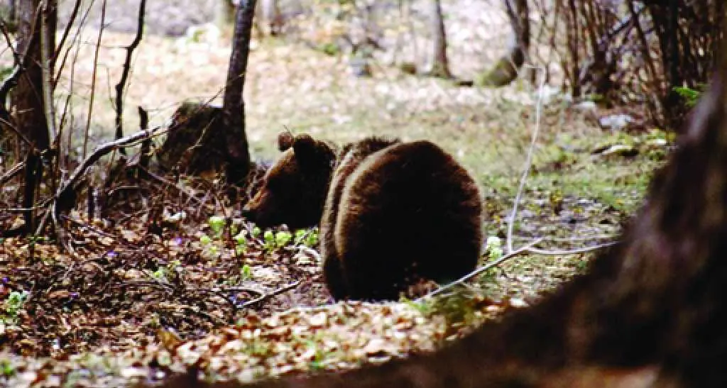L'alfabeto trentino del 2014, le protagoniste sono donne