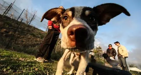 Funerali troppo cari per cani e gatti
