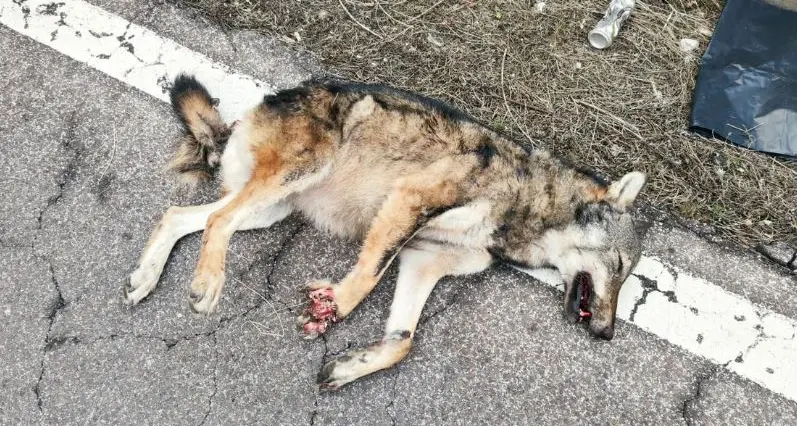 Lupo investito da treno e trovato morto sulla ferrovia a Mezzocorona