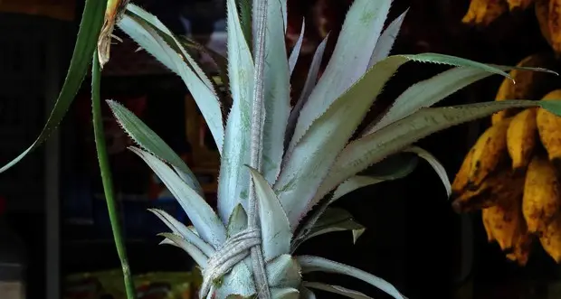 Dai carciofi all'ananas, i cibi intelligenti delle Feste