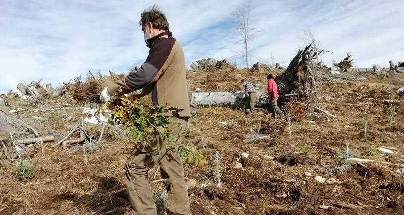 Diecimila piantine in Marcesina per far rinascere il bosco abbattuto da Vaia
