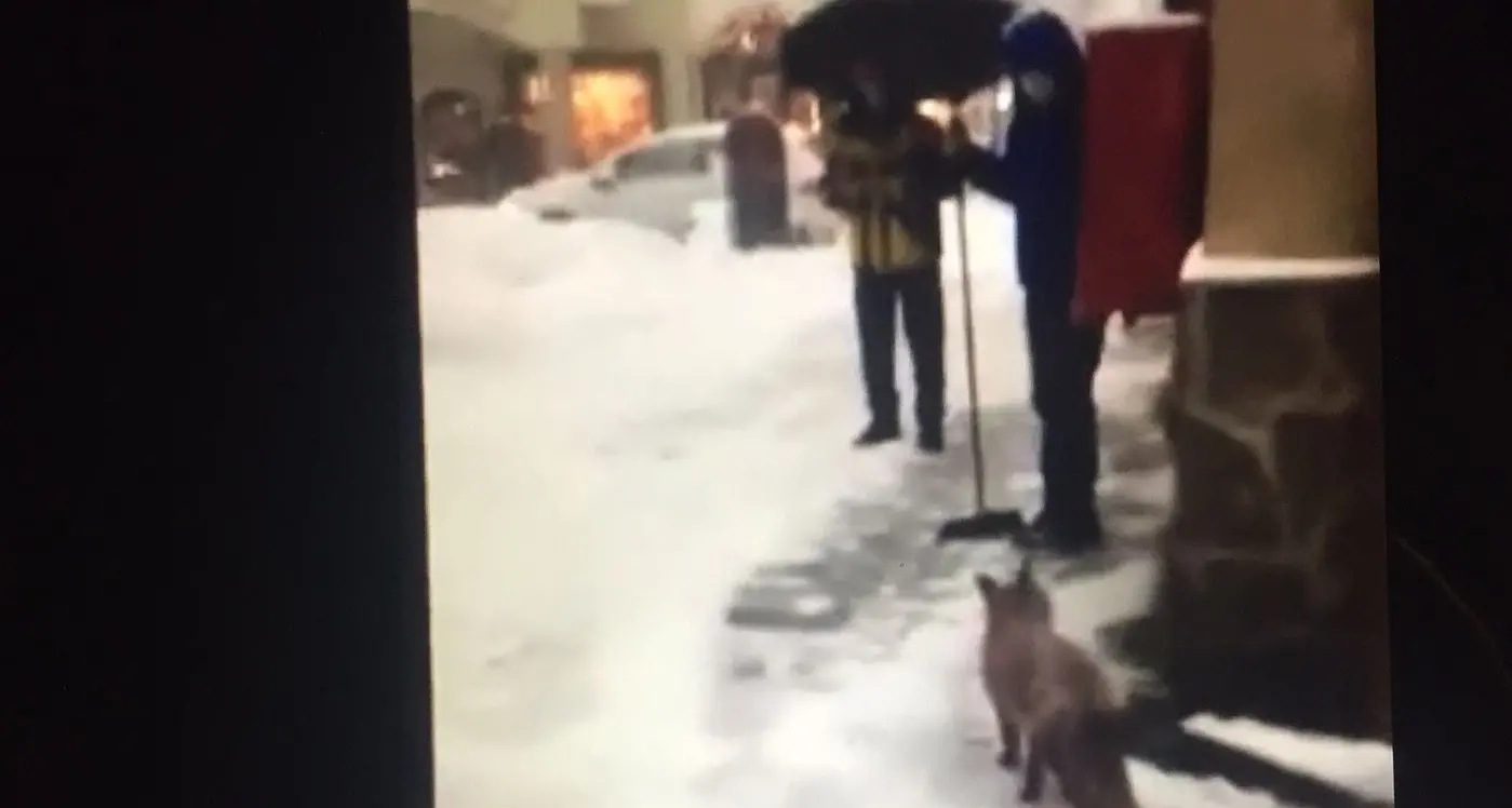 Pinzolo, sotto la nevicata in paese arriva una volpe che va a spasso fra i negozi - VIDEO