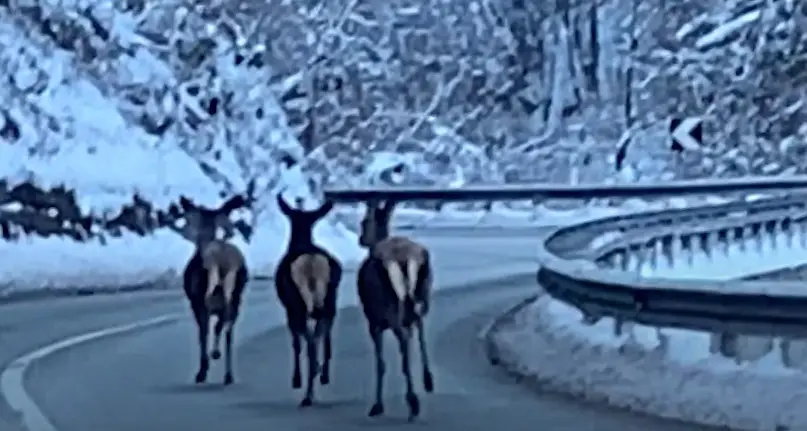 Val Gardena, le cerve a spasso sulla statale libera dalla neve e con poche auto
