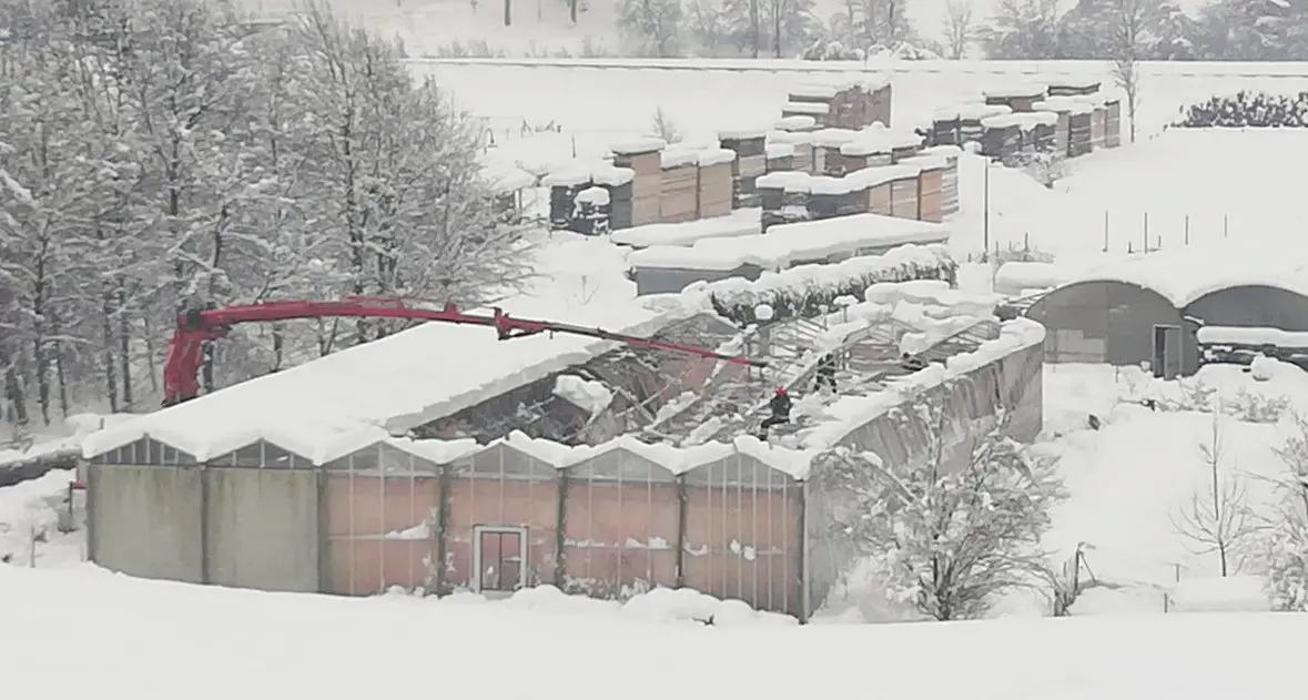 Troppa neve, crollata la grande serra dell'azienda agricola di Imer