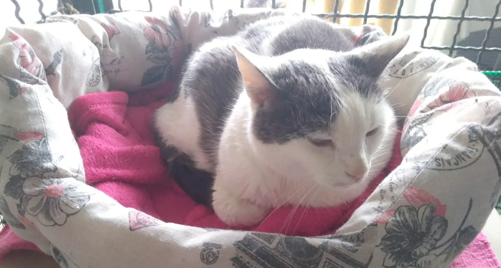 Tenno: gattina nel trasportino abbandonata nella neve, salvata da una famiglia di passaggio