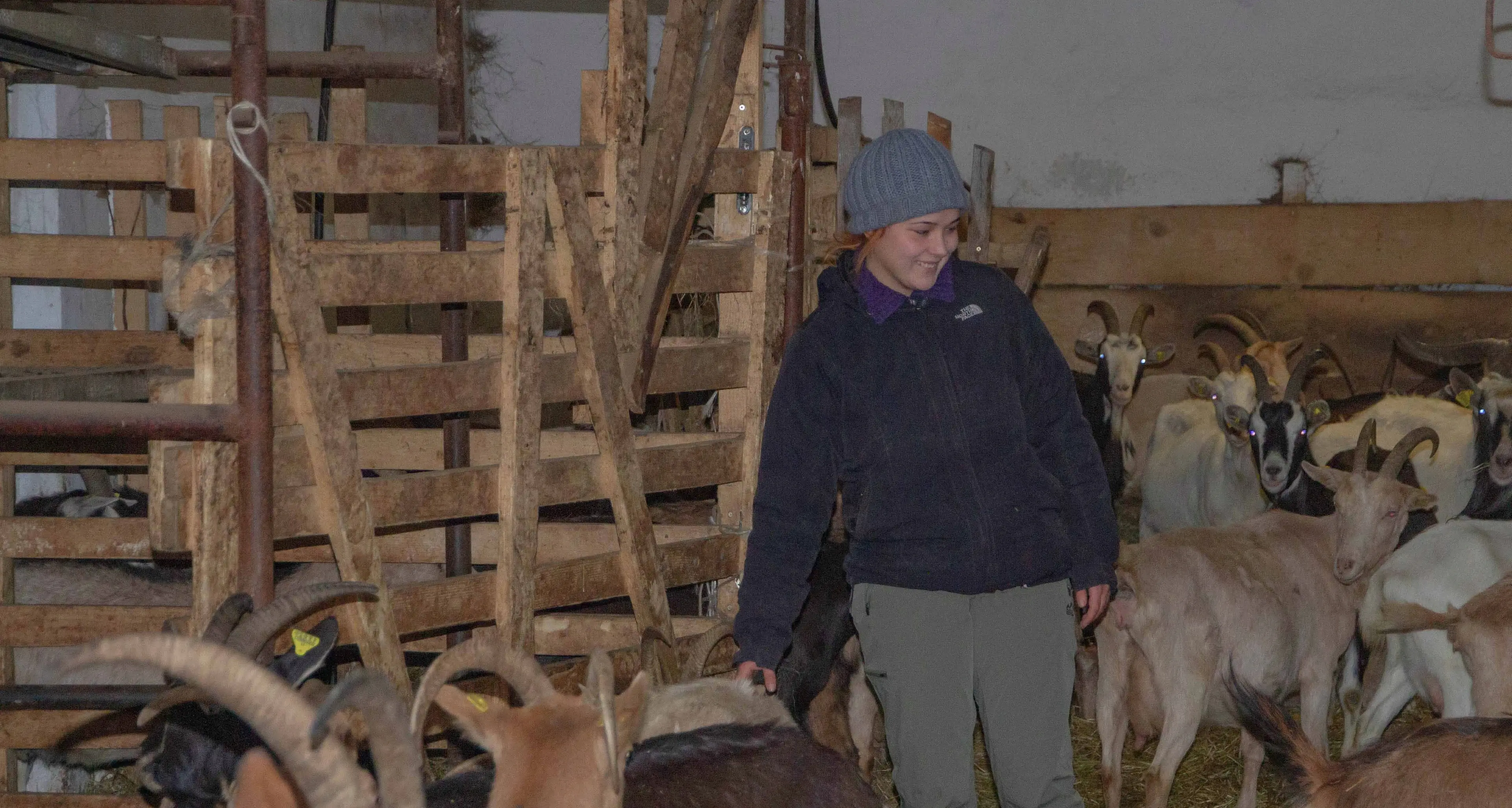 Fa troppo freddo in valle dei Mocheni Trasferite e smistate le capre di Agitu La tristezza di Beatrice: «Vi auguro il meglio»