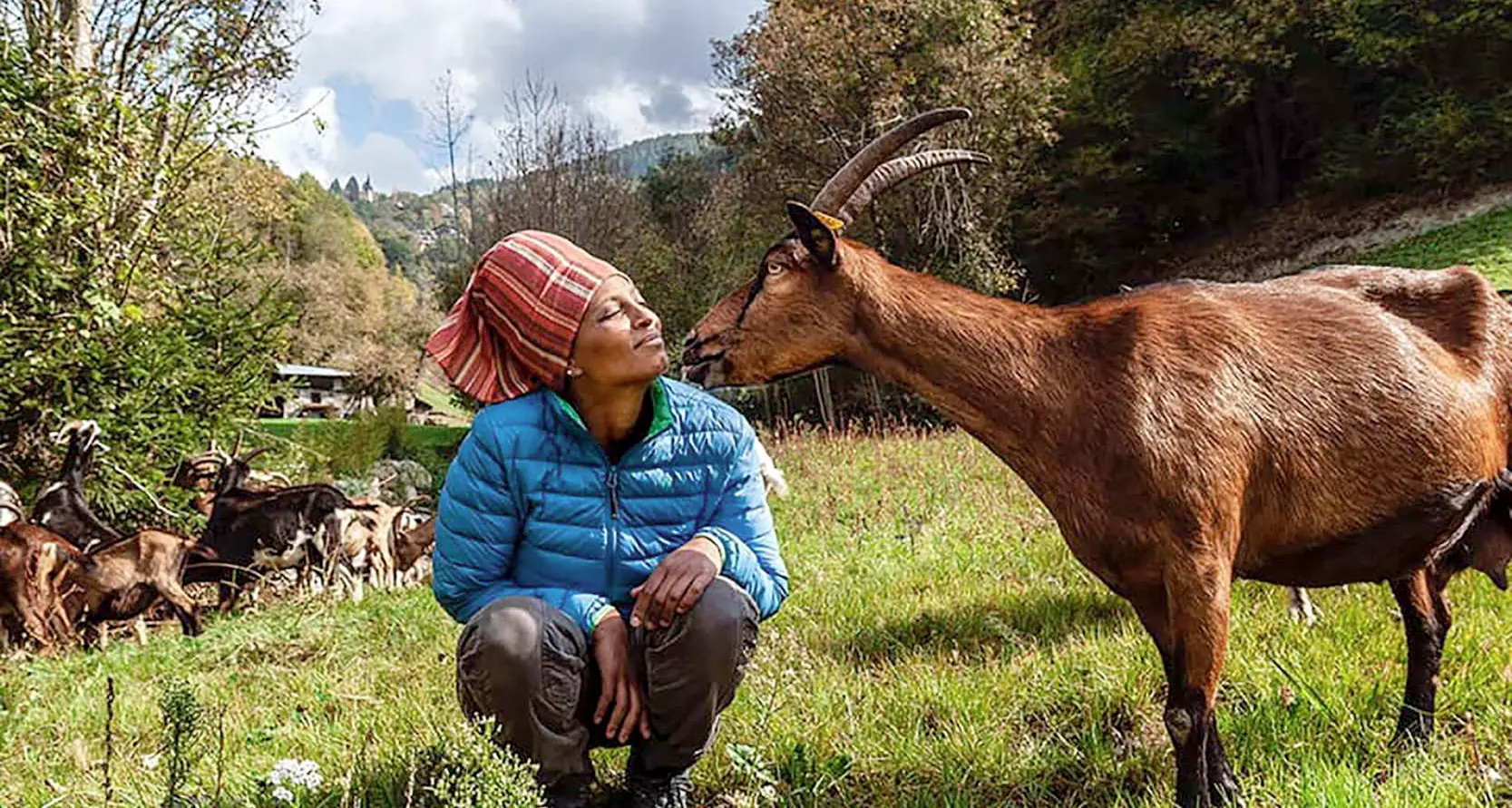 Agitu: veterinari provinciali controllano le capre, sono 82 e in ottima condizione