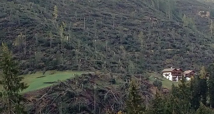 Raccolto tutto il legname degli schianti di Vaia su 6.000 ettari di bosco