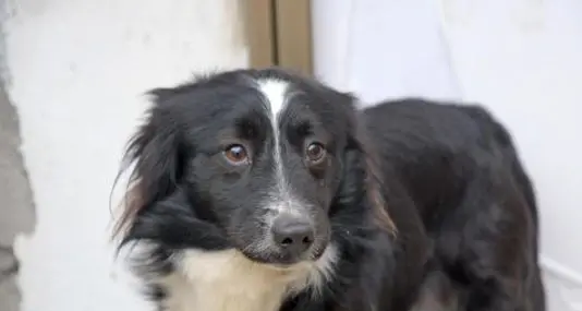 Il padrone ricoverato da due mesi per Covid, il suo cane Billy lo aspetta tutto il giorno sulla porta