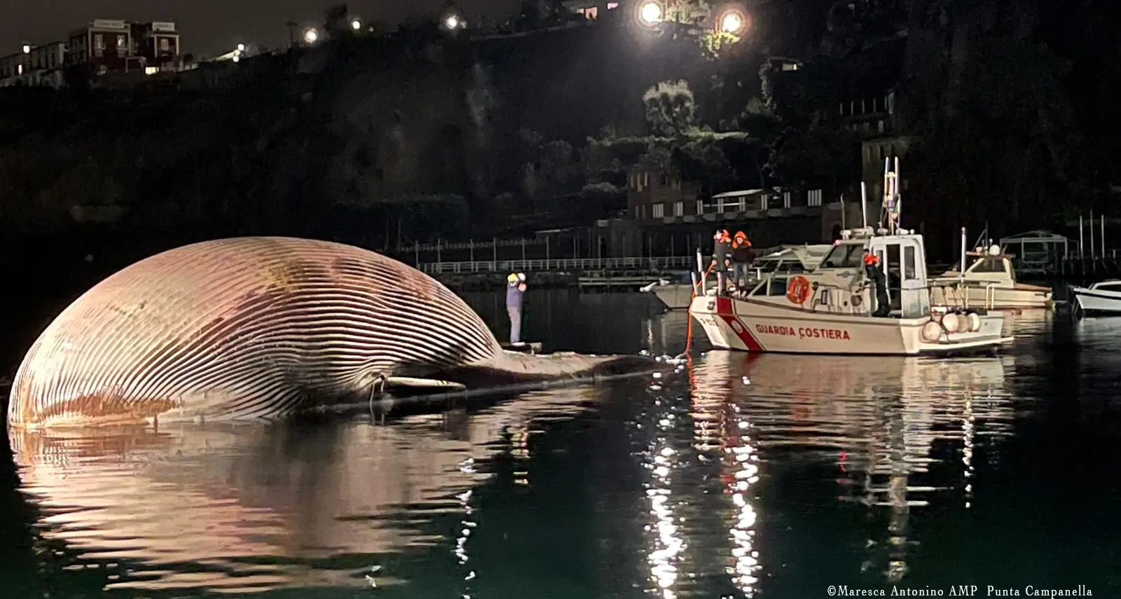 Recuperata e trasferita la carcassa della balena morta nelle acque di Sorrento