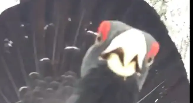 Il gallo cedrone spunta nella neve L'incontro è straordinario