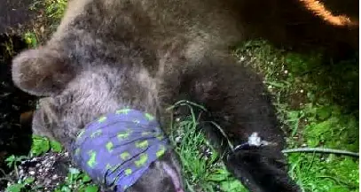 Cattura e reclusione dell'orso M57 il Consiglio di Stato boccia la sospensiva ma critica la gestione faunistica