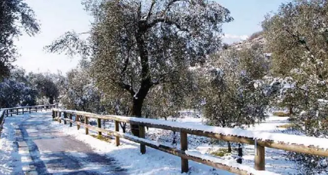 Temperature gelide ma le massime diurne salvano le olivaie