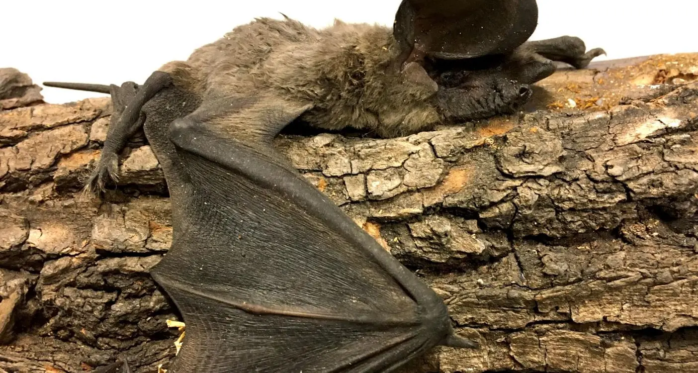 Un bambino trova il raro \"pipistrello gigante\" congelato nella piazza di Piedicastello