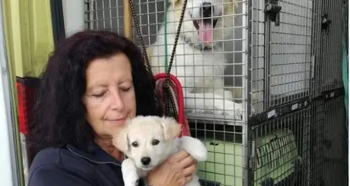 Tamponamento in autostrada, muoiono due animalisti con la \"staffetta\" di cuccioli per il Nord Italia