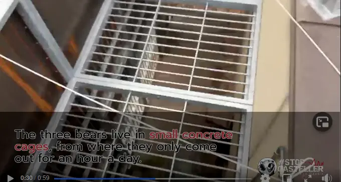 Gli orsi rinchiusi al Casteller a Trento, il csa Bruno: questo video mostra che sono in gabbia