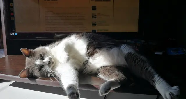 Vorreste un gatto ma siete allergici al \"pelo\"? È in arrivo una specifica immunoterapia