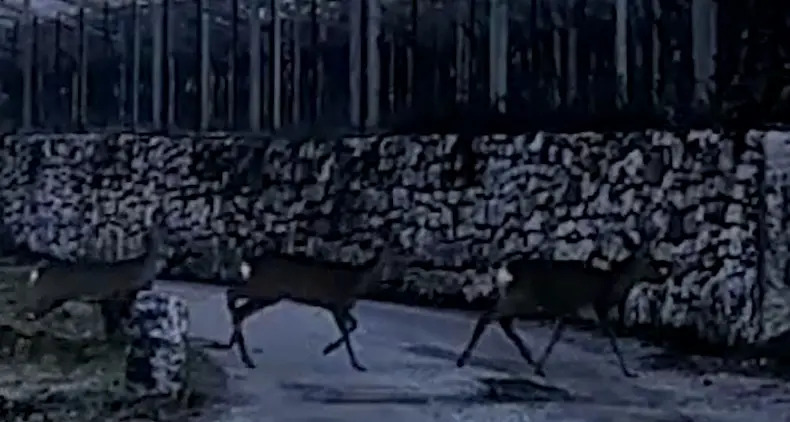 Una famiglia di caprioli a spasso per Povo