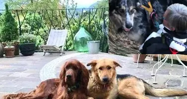La bella storia (a lieto fine) dei tre cani dispersi e ritrovati dopo giorni