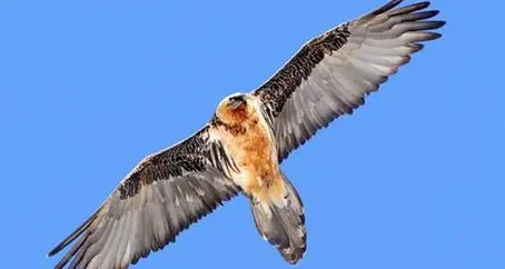 Il gipeto Pierrò si è stabilito in Trentino: dal Monte di Mezzocorona a Lavarone vola il gigante dei cieli